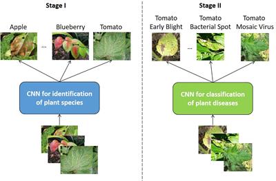 Deep learning networks-based tomato disease and pest detection: a first review of research studies using real field datasets